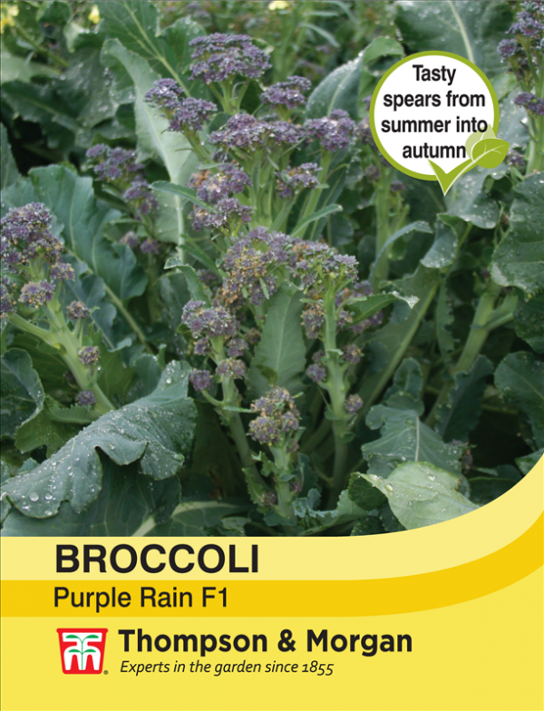 Broccoli Purple Rain F1