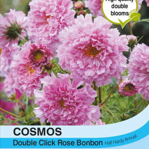 Cosmos Double Click Rose Bonbon