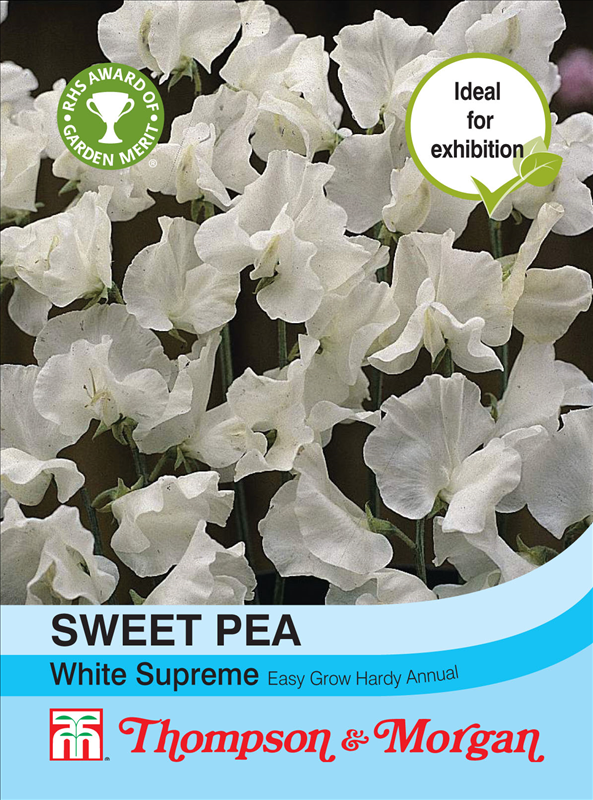Sweet Pea White Supreme