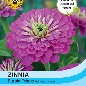 Zinnia Purple Prince