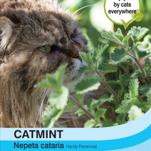 Catmint