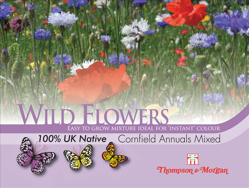 Wild Flower Cornfield Annuals