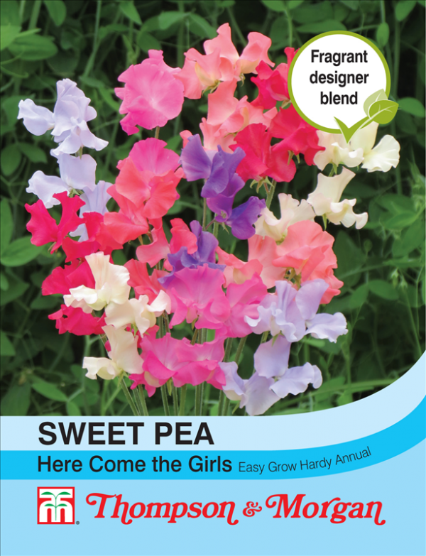 Sweet Pea Here Come the Girls