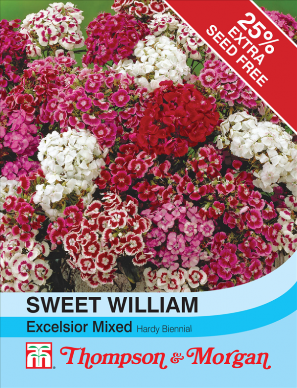 Sweet William Excelsior Mixed