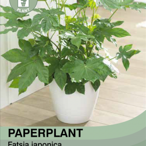 Paperplant Plant