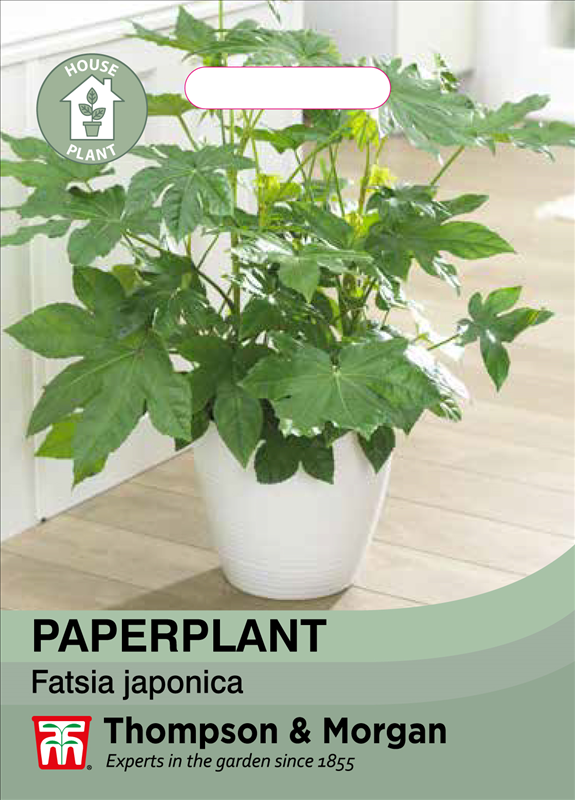 Paperplant Plant