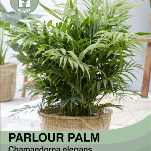 Parlour Palm