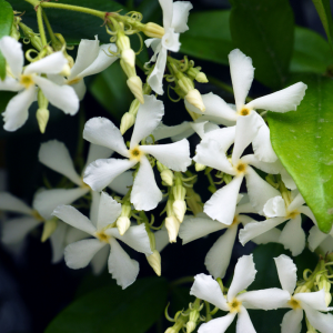 Trachelospermum jasminoides