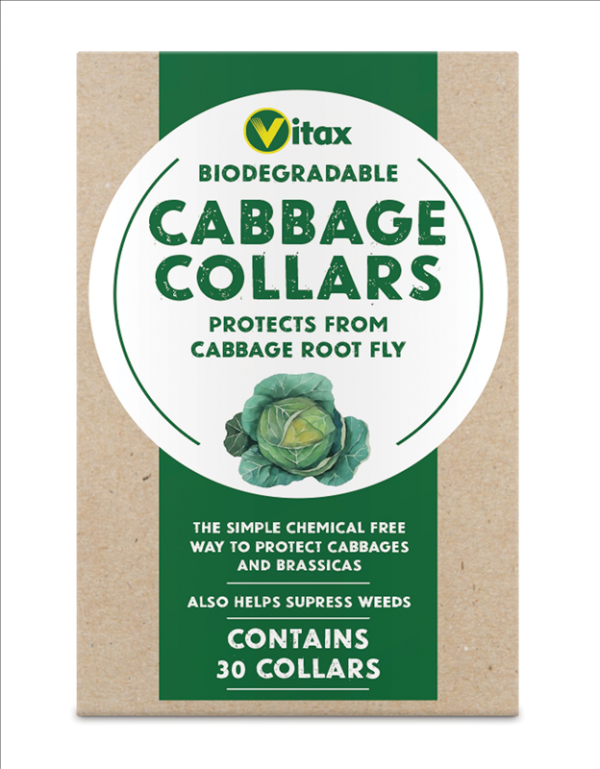 Cabbage Collars X 30