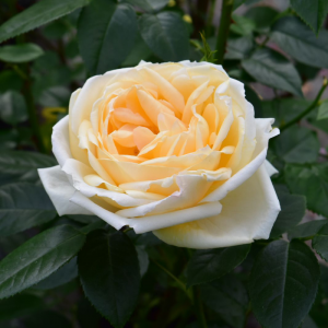 Countess Of Wessex Rose