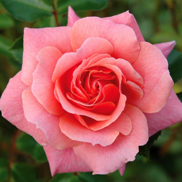 Festive Jewel Rose