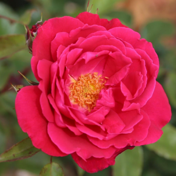 Papworth Pride Rose