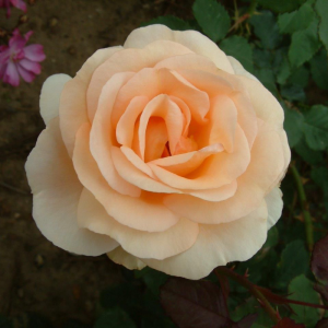 The Churchill Rose Rose