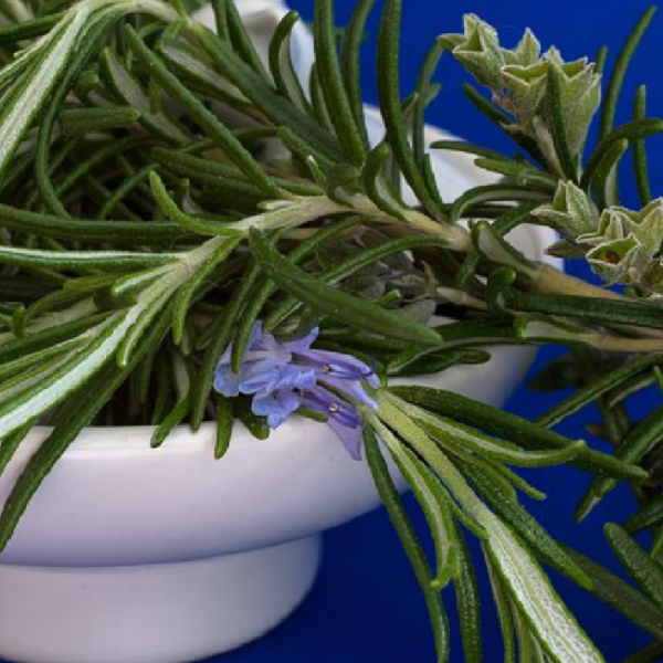 Rosemary Officinalis 9cm