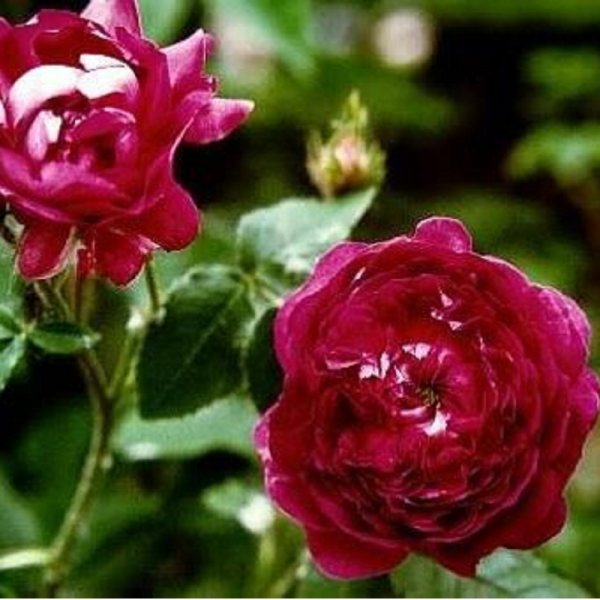 Belle De Crecy Shrub Rose
