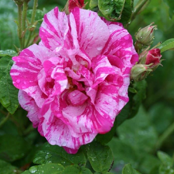Shrub Rose Rosa Gallica Versicolor