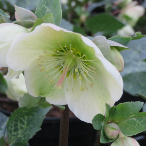 Hellebore Molly's White