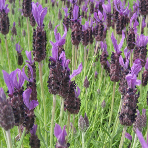Lavender Anouk Deluxe Purple