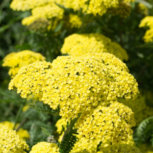 Achillea Filipendulina Cloth Of Gold