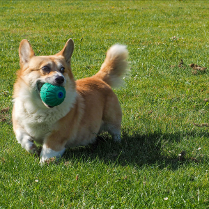 Rubber Squeak Ball 9cm