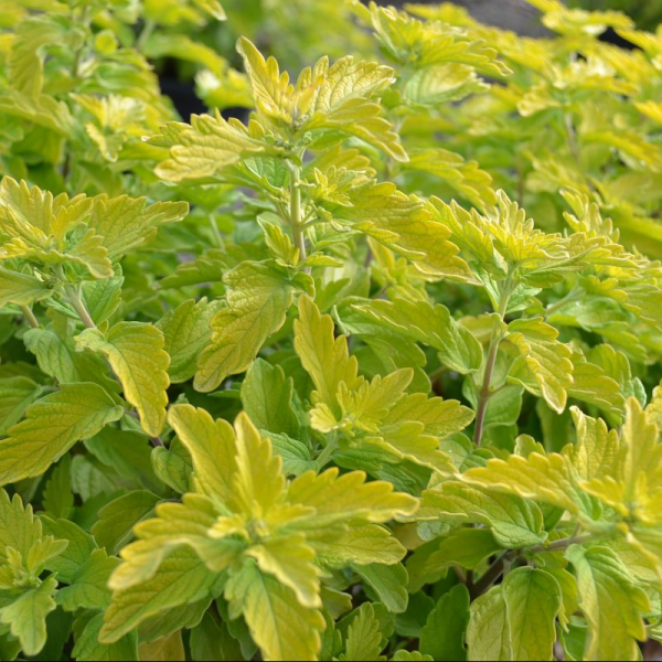Caryopteris Hint of Gold