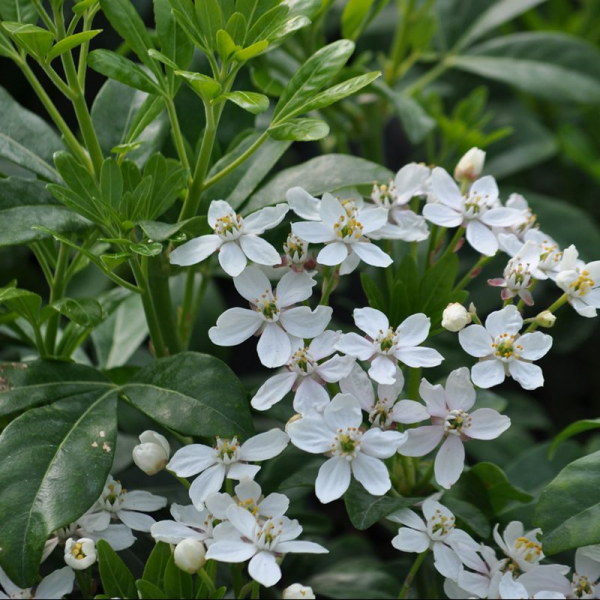 Choisya ternata