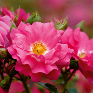 Flower Carpet Rose - Pink