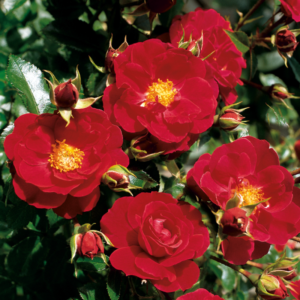 Flower Carpet Rose - Ruby