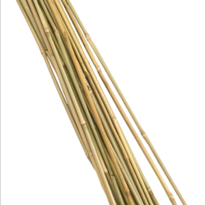 Bamboo Canes 60cm (20)