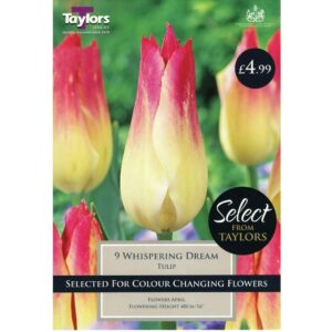 Tulip Whispering Dream 9 Bulbs