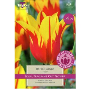 Tulip Fire Wings 10 Bulbs