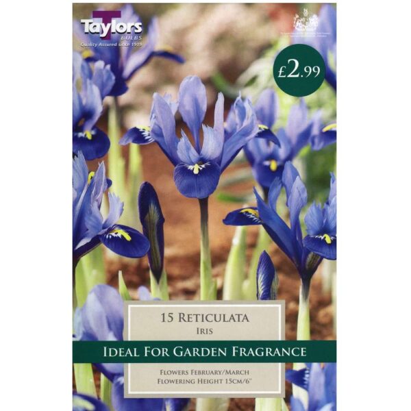 Iris Reticulata 15 Bulbs