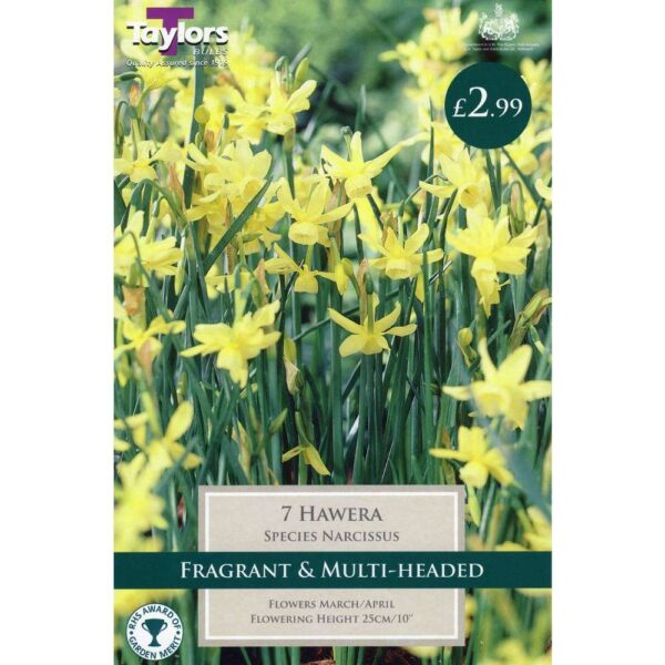 Narcissus Hawera 7 Bulbs