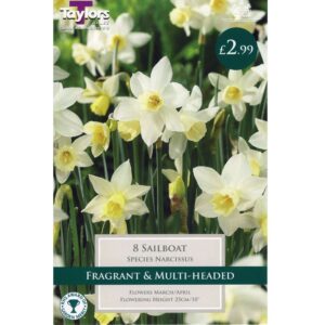 Narcissus Sailboat 8 Bulbs