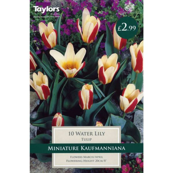 Tulip Water Lily 10 Bulbs