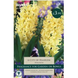 Hyacinth City Of Haarlem 6 Bulbs