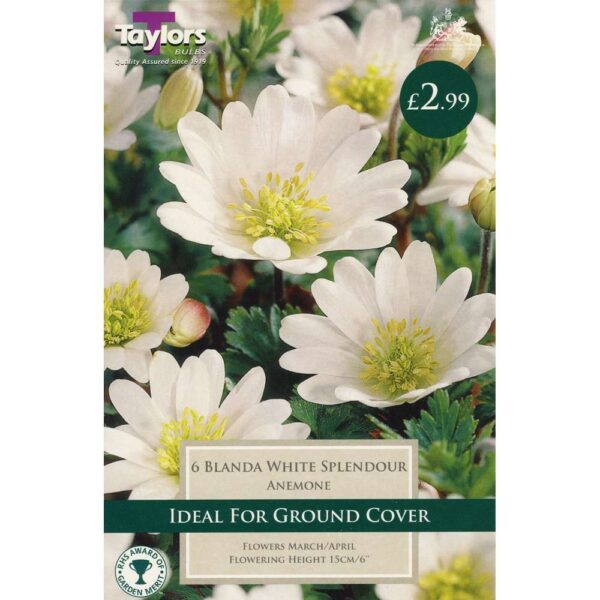Anemone Blanda White 6 Bulbs