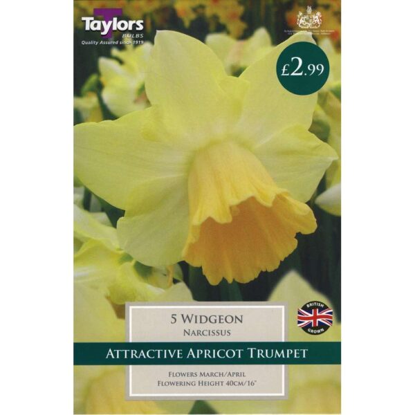 Narcissus Widgeon 5 Bulbs