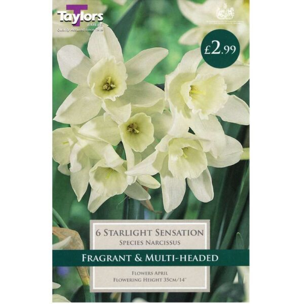 Narcissus Starlight Sensation 6 Bulbs