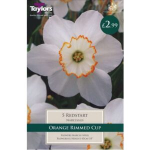 Narcissus Redstart 5 Bulbs