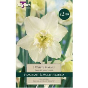 Narcissus White Marvel 6 Bulbs