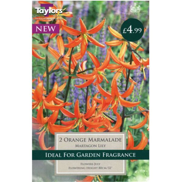 Lily Orange Marmalade 2 Bulbs
