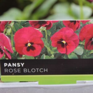 Pansy Rose Blotch 6 Pack