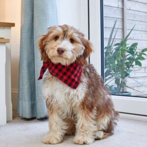 Beau Bandana Red Check- L/XL