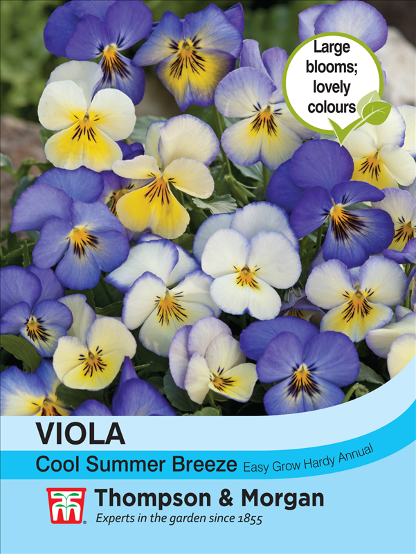 Viola Cool Summer Breeze