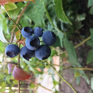 Blueberry Brigitta 3L