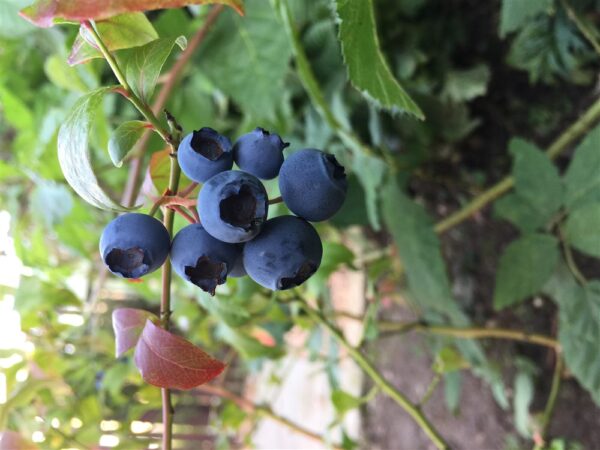 Blueberry Brigitta 3L