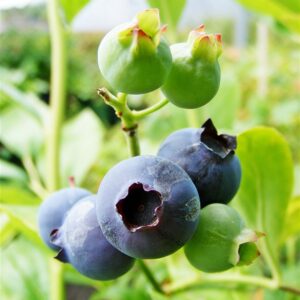 Blueberry Darrow 3L