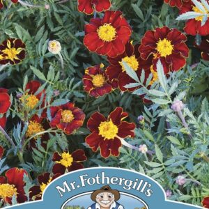 Marigold French Red Knight