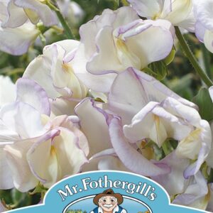 Sweet Pea High Scent